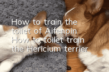 How to train the toilet of Aifenpin? How to toilet train the Hericium terrier?