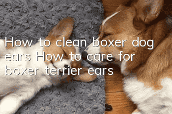 How to clean boxer dog ears How to care for boxer terrier ears
