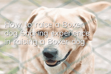 How to raise a Boxer dog Sharing experience in raising a Boxer dog