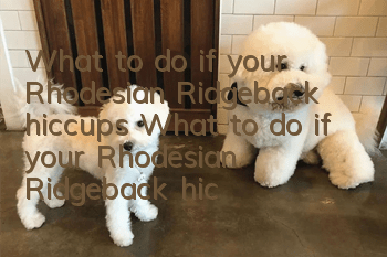 What to do if your Rhodesian Ridgeback hiccups? What to do if your Rhodesian Ridgeback hiccups?