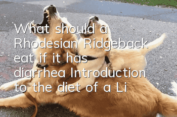 What should a Rhodesian Ridgeback eat if it has diarrhea? Introduction to the diet of a Lionhound with diarrhea.