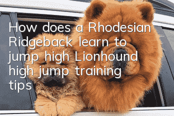 How does a Rhodesian Ridgeback learn to jump high? Lionhound high jump training tips