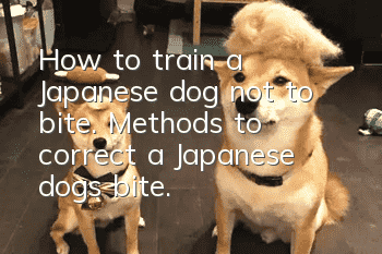 How to train a Japanese dog not to bite. Methods to correct a Japanese dog's bite.