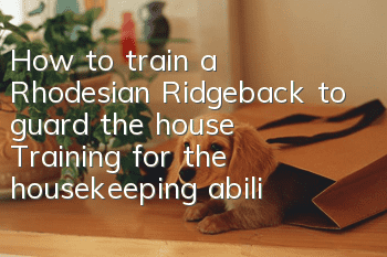 How to train a Rhodesian Ridgeback to guard the house? Training for the housekeeping ability of the Lion Hound
