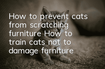 How to prevent cats from scratching furniture? How to train cats not to damage furniture!