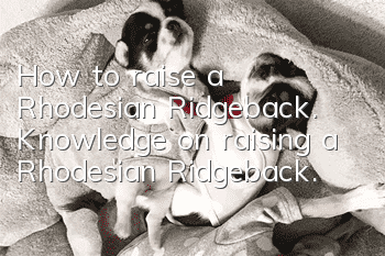 How to raise a Rhodesian Ridgeback. Knowledge on raising a Rhodesian Ridgeback.