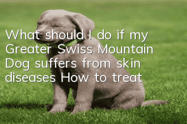 What should I do if my Greater Swiss Mountain Dog suffers from skin diseases? How to treat skin diseases?