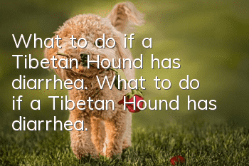 What to do if a Tibetan Hound has diarrhea. What to do if a Tibetan Hound has diarrhea.