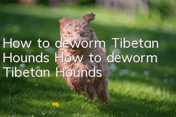 How to deworm Tibetan Hounds How to deworm Tibetan Hounds