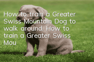 How to train a Greater Swiss Mountain Dog to walk around. How to train a Greater Swiss Mountain Dog to walk around.