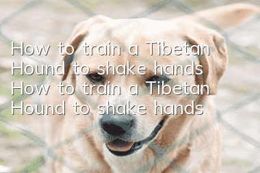 How to train a Tibetan Hound to shake hands How to train a Tibetan Hound to shake hands
