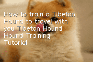 How to train a Tibetan Hound to travel with you? Tibetan Hound Hound Training Tutorial