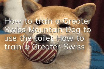 How to train a Greater Swiss Mountain Dog to use the toilet? How to train a Greater Swiss Mountain Dog to toilet?