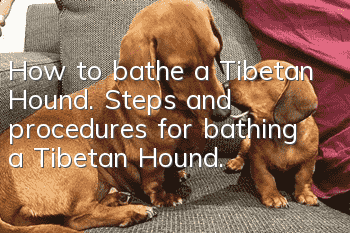 How to bathe a Tibetan Hound. Steps and procedures for bathing a Tibetan Hound.