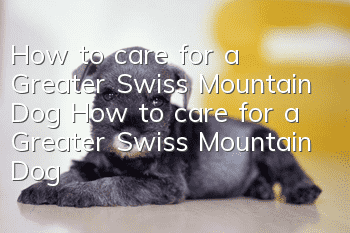 How to care for a Greater Swiss Mountain Dog How to care for a Greater Swiss Mountain Dog