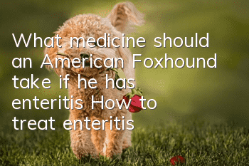 What medicine should an American Foxhound take if he has enteritis? How to treat enteritis in an American Foxhound