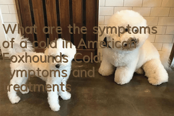 What are the symptoms of a cold in American Foxhounds? Cold symptoms and treatments