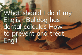 What should I do if my English Bulldog has dental calculus? How to prevent and treat English Bulldog dental calculus?