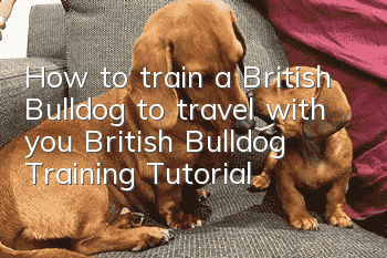 How to train a British Bulldog to travel with you British Bulldog Training Tutorial