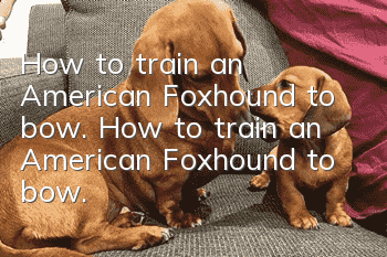 How to train an American Foxhound to bow. How to train an American Foxhound to bow.