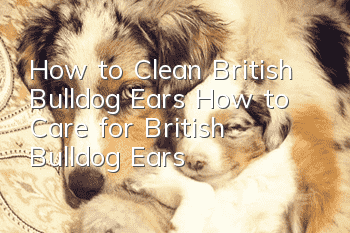 How to Clean British Bulldog Ears How to Care for British Bulldog Ears