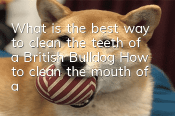 What is the best way to clean the teeth of a British Bulldog? How to clean the mouth of a British Bulldog?