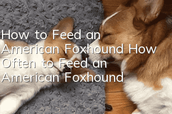 How to Feed an American Foxhound How Often to Feed an American Foxhound