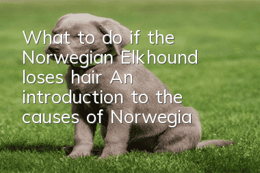 What to do if the Norwegian Elkhound loses hair? An introduction to the causes of Norwegian Elkhound hair loss.