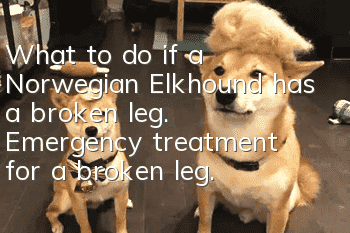 What to do if a Norwegian Elkhound has a broken leg. Emergency treatment for a broken leg.