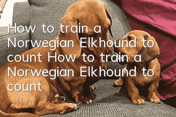 How to train a Norwegian Elkhound to count? How to train a Norwegian Elkhound to count?