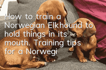 How to train a Norwegian Elkhound to hold things in its mouth. Training tips for a Norwegian Elkhound to hold things in its mouth.