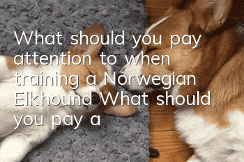What should you pay attention to when training a Norwegian Elkhound? What should you pay attention to when training a Norwegian Elkhound?
