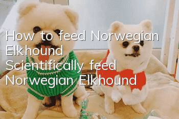 How to feed Norwegian Elkhound Scientifically feed Norwegian Elkhound