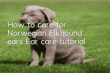 How to care for Norwegian Elkhound ears Ear care tutorial