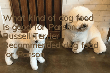 What kind of dog food is good for Parson Russell Terrier? Recommended dog food for Parson Russell Terrier