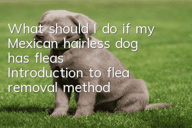 What should I do if my Mexican hairless dog has fleas? Introduction to flea removal methods