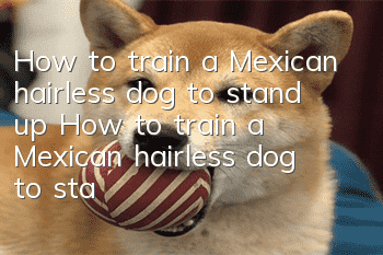 How to train a Mexican hairless dog to stand up How to train a Mexican hairless dog to stand up