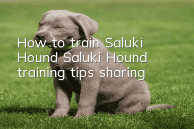 How to train Saluki Hound Saluki Hound training tips sharing