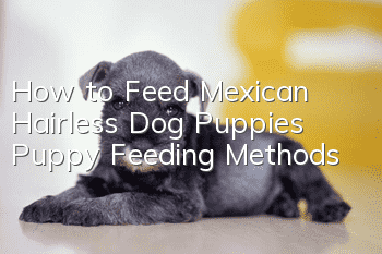 How to Feed Mexican Hairless Dog Puppies Puppy Feeding Methods