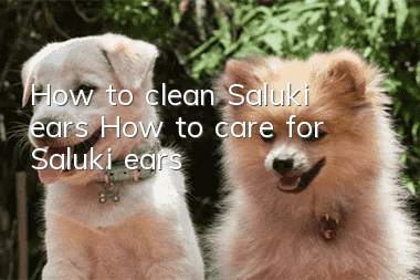 How to clean Saluki ears How to care for Saluki ears