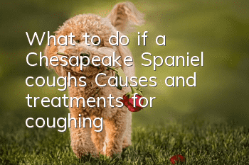 What to do if a Chesapeake Spaniel coughs? Causes and treatments for coughing