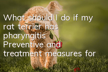 What should I do if my rat terrier has pharyngitis? Preventive and treatment measures for rat terrier pharyngitis