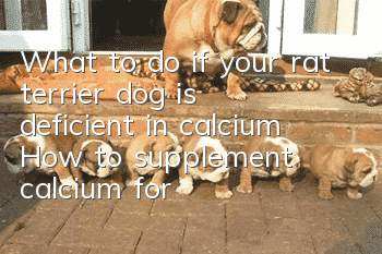 What to do if your rat terrier dog is deficient in calcium? How to supplement calcium for your rat terrier dog?