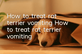 How to treat rat terrier vomiting How to treat rat terrier vomiting