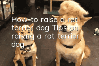 How to raise a rat terrier dog Tips on raising a rat terrier dog