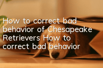 How to correct bad behavior of Chesapeake Retrievers How to correct bad behavior