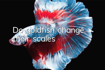 Do goldfish change their scales?