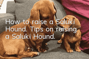 How to raise a Saluki Hound. Tips on raising a Saluki Hound.