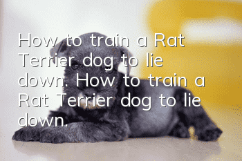 How to train a Rat Terrier dog to lie down. How to train a Rat Terrier dog to lie down.