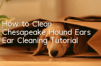 How to Clean Chesapeake Hound Ears Ear Cleaning Tutorial